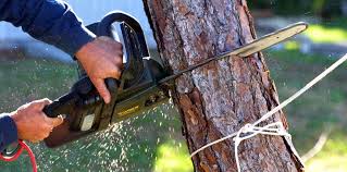 Best Hazardous Tree Removal  in Vley Grande, AL