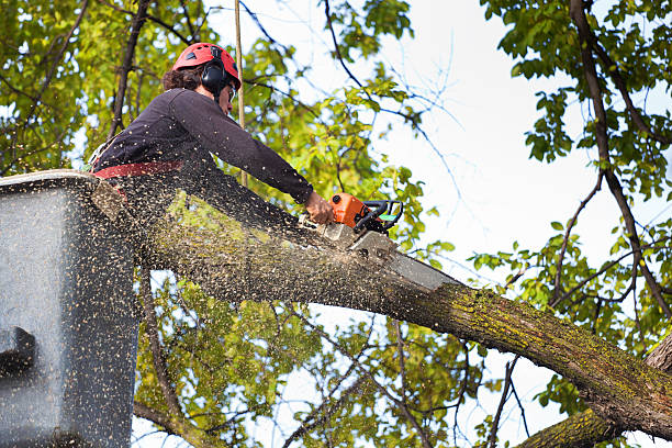  Vley Grande, AL Tree Services Pros